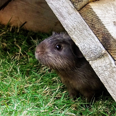 Meerschweinchen füttern Meerschweinchen füttern