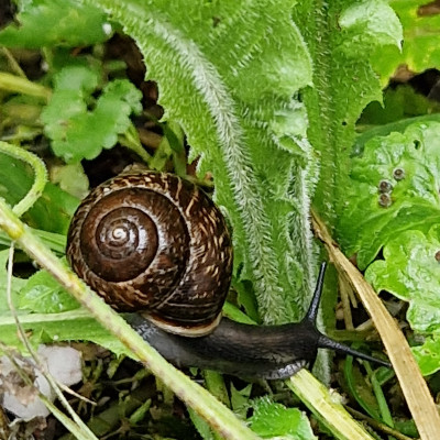 Schneckenrennen Schneckenrennen