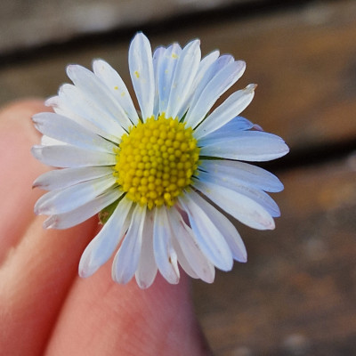 Blumen kennenlernen Blumen kennenlernen