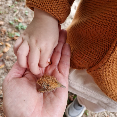 Bucheckern sammeln Bucheckern sammeln